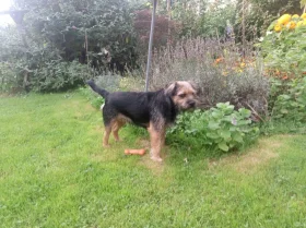 Border Terrier