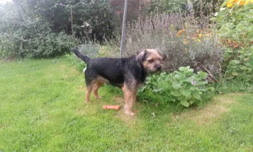 Border Terrier