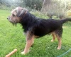 Border Terrier