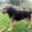 Border Terrier