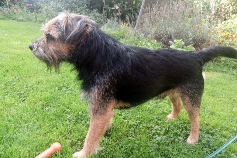 Border Terrier