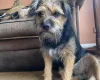 Border Terrier
