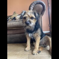 Border Terrier