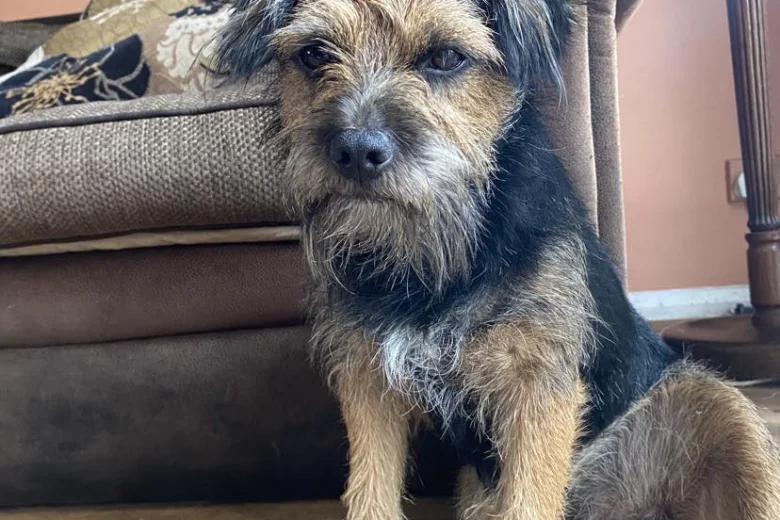 Border Terrier