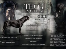Cane Corso