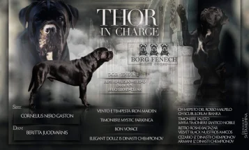 Cane Corso