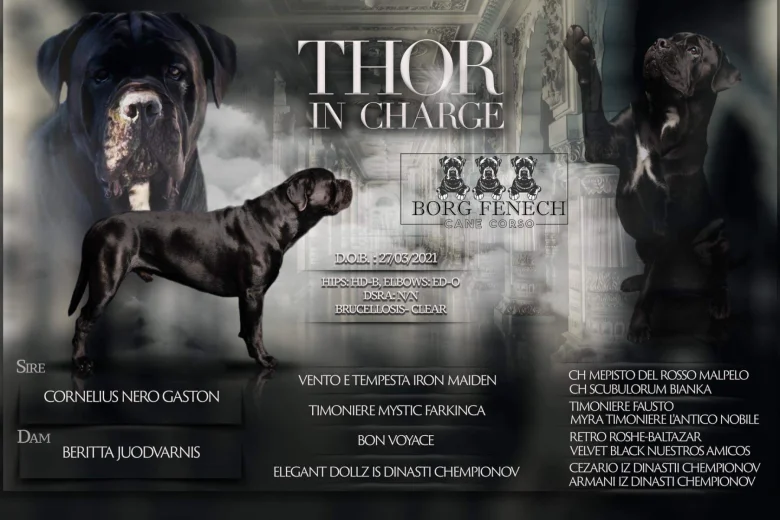 Cane Corso