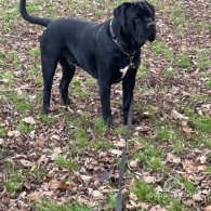 Cane Corso