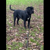 Cane Corso