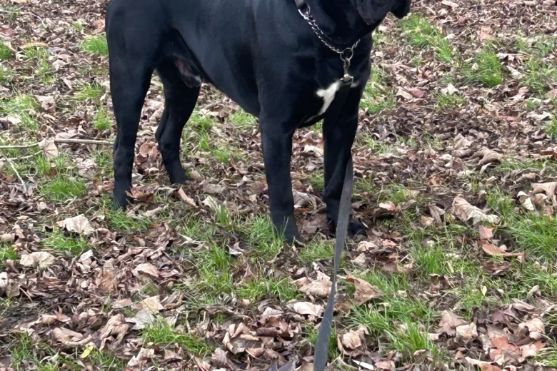 Cane Corso