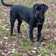 Cane Corso