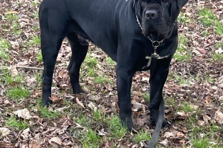 Cane Corso