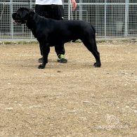 Cane Corso