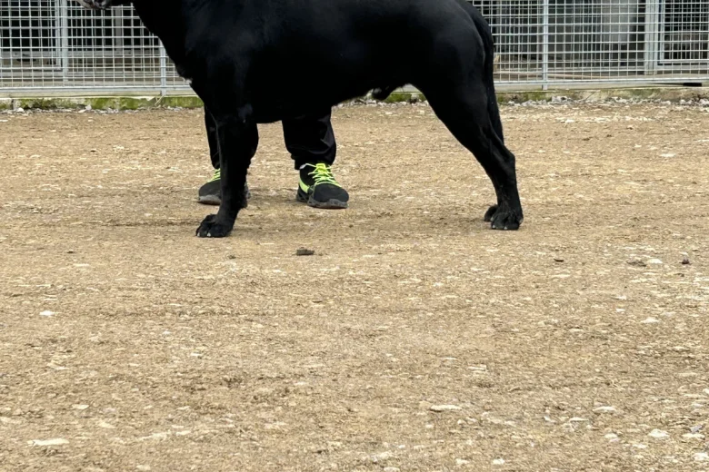 Cane Corso