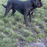 Cane Corso