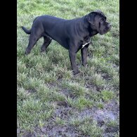 Cane Corso