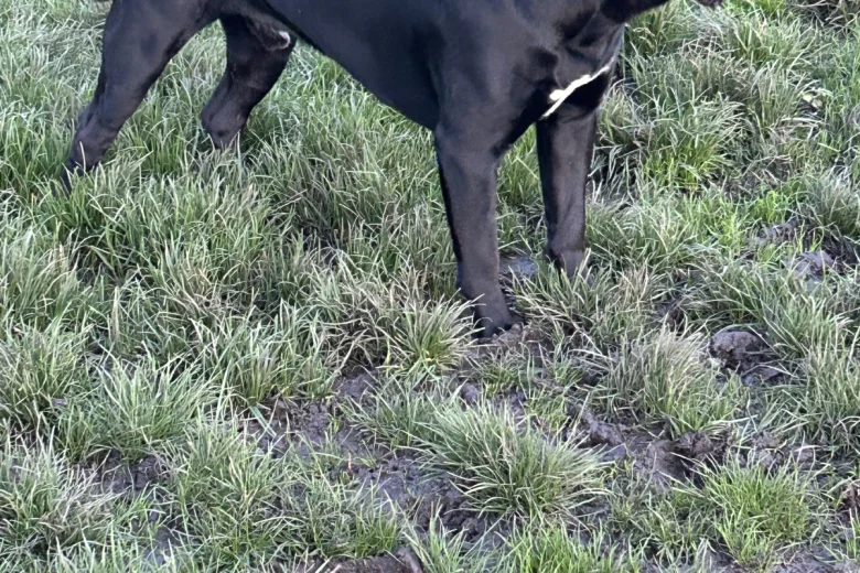 Cane Corso