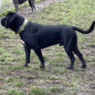 Cane Corso