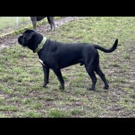 Cane Corso