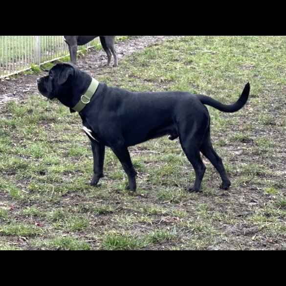 Cane Corso