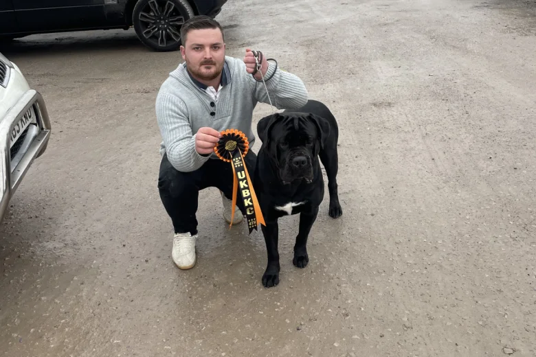 Cane Corso