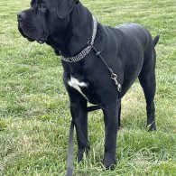 Cane Corso