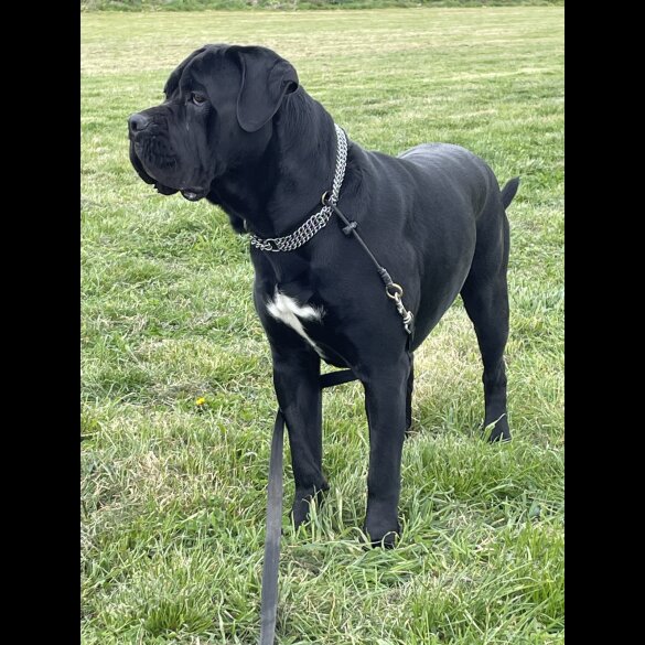 Cane Corso