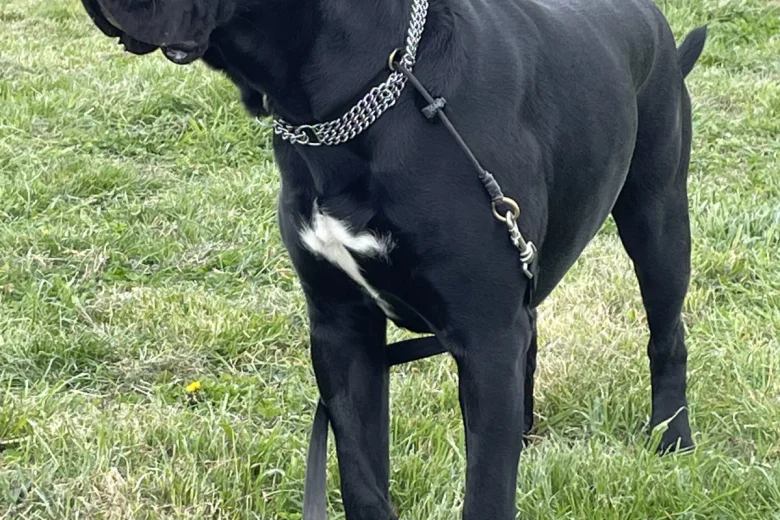 Cane Corso
