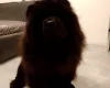 Chow Chow
