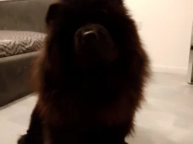 Chow Chow