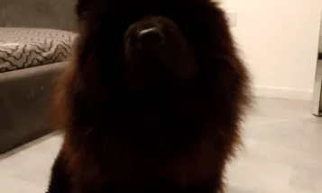 Chow Chow
