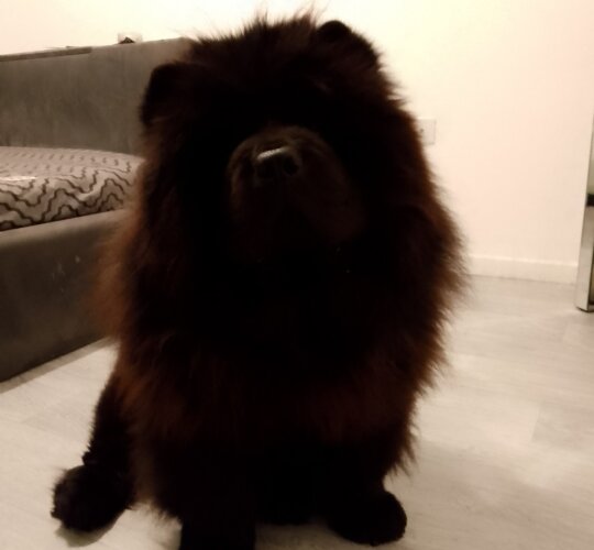 Chow Chow