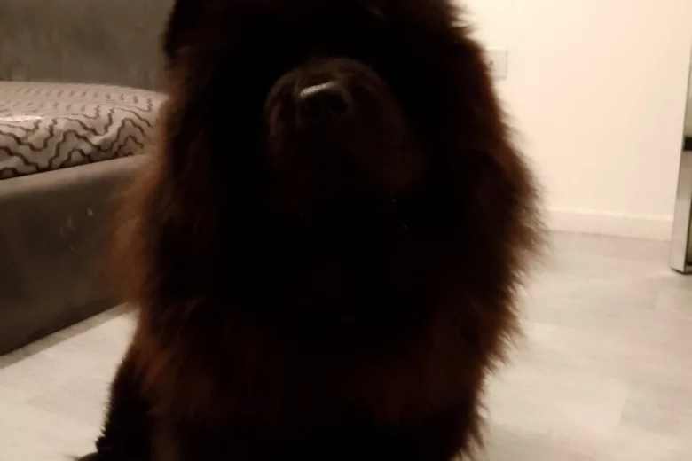 Chow Chow