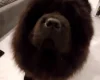 Chow Chow