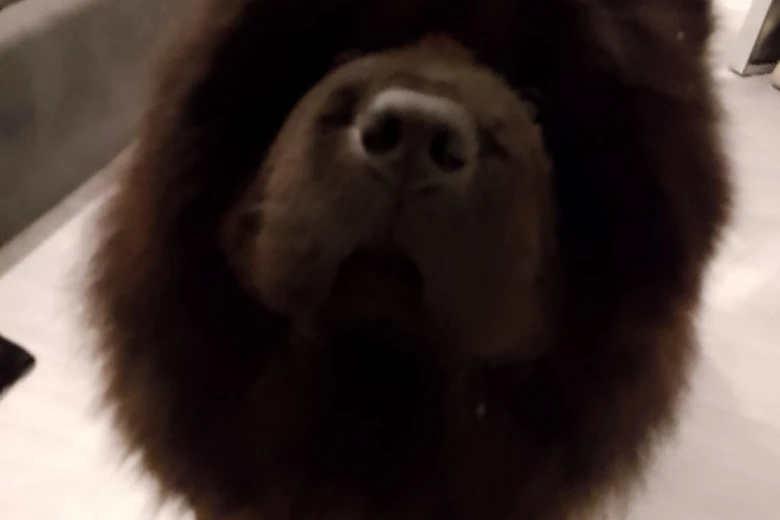 Chow Chow