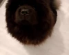 Chow Chow