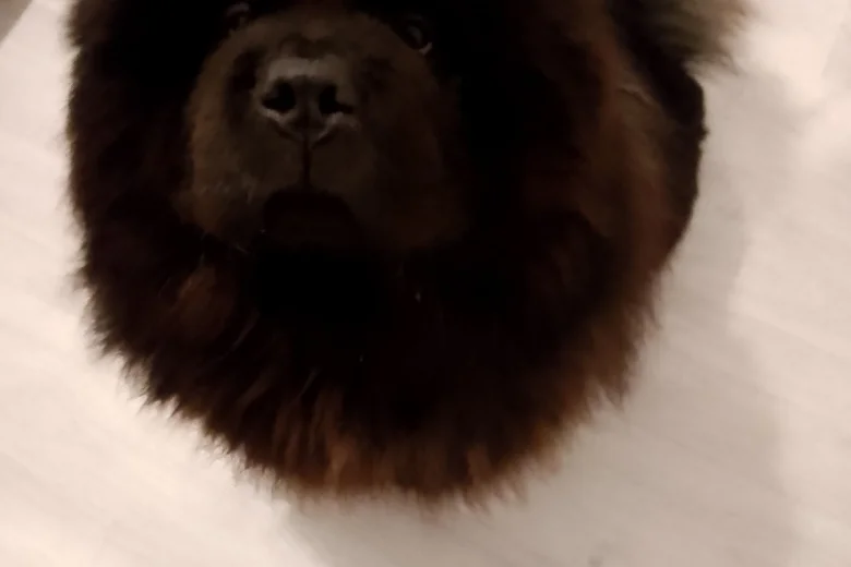Chow Chow