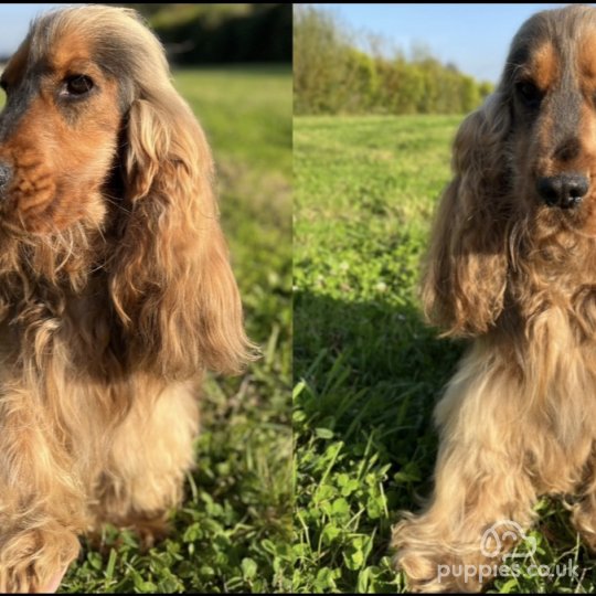 Cocker Spaniel (Working & Show)