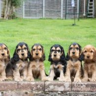 Cocker Spaniel (Working & Show)