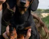 Dachshund (Smooth Haired)