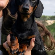 Dachshund (Standard & Miniature)