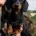 Dachshund (Smooth Haired)