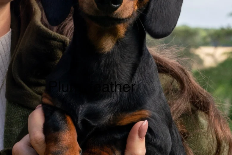 Dachshund (Smooth Haired)