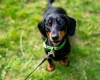 Dachshund (Smooth Haired)