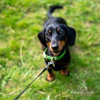 Dachshund (Standard & Miniature)