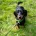 Dachshund (Smooth Haired)