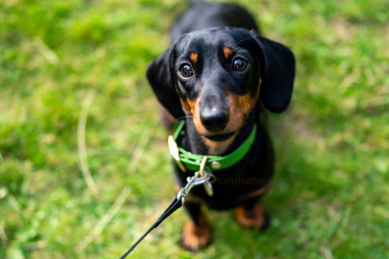 Dachshund (Smooth Haired)