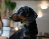 Dachshund (Smooth Haired)