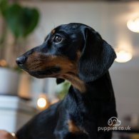 Dachshund (Standard & Miniature)