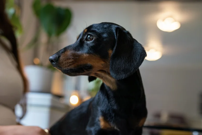 Dachshund (Smooth Haired)